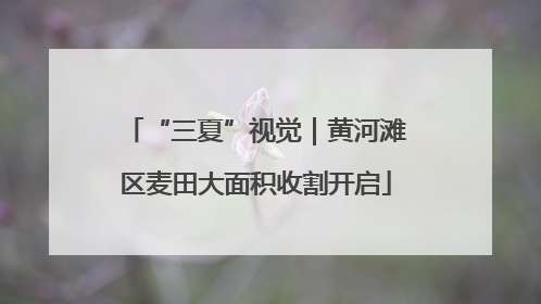 “三夏”视觉｜黄河滩区麦田大面积收割开启