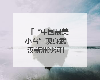 “中国最美小鸟”现身武汉新洲沙河