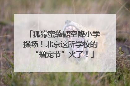狐獴蜜袋鼯空降小学操场！北京这所学校的“撸宠节”火了！