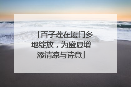 百子莲在厦门多地绽放，为盛夏增添清凉与诗意