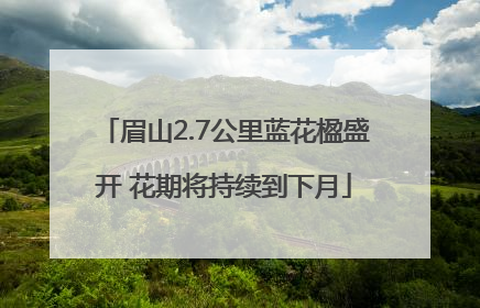 眉山2.7公里蓝花楹盛开 花期将持续到下月