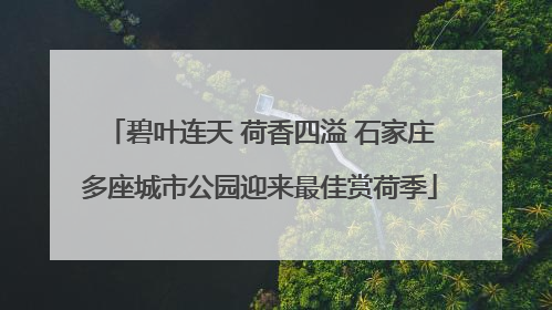 碧叶连天 荷香四溢 石家庄多座城市公园迎来最佳赏荷季