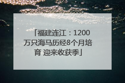 福建连江：1200万只海马历经8个月培育 迎来收获季