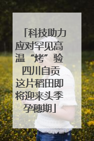 科技助力应对罕见高温“烤”验 四川自贡这片稻田即将迎来头季孕穗期