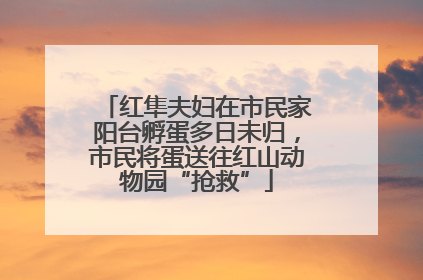 红隼夫妇在市民家阳台孵蛋多日未归，市民将蛋送往红山动物园“抢救”