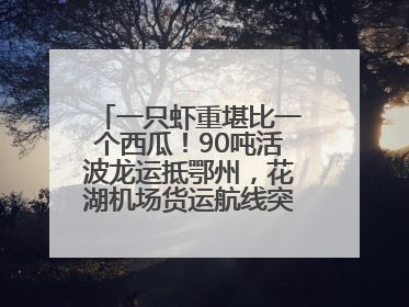 一只虾重堪比一个西瓜！90吨活波龙运抵鄂州，花湖机场货运航线突破100条