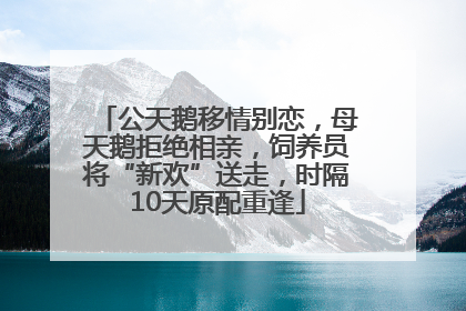 公天鹅移情别恋，母天鹅拒绝相亲，饲养员将“新欢”送走，时隔10天原配重逢