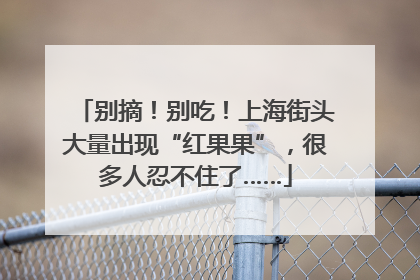 别摘！别吃！上海街头大量出现“红果果”，很多人忍不住了……