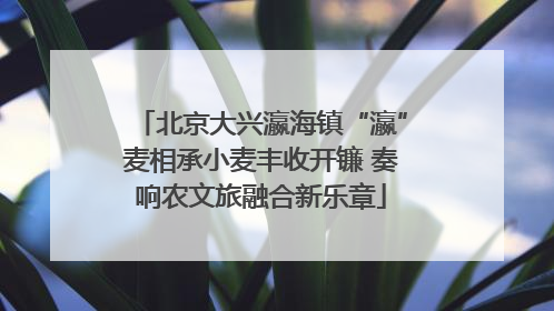北京大兴瀛海镇“瀛”麦相承小麦丰收开镰 奏响农文旅融合新乐章