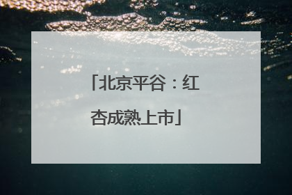 北京平谷：红杏成熟上市