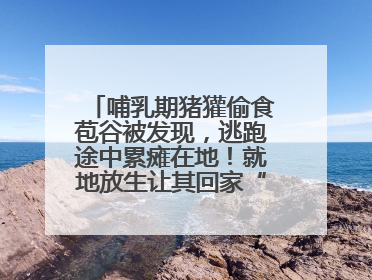 哺乳期猪獾偷食苞谷被发现，逃跑途中累瘫在地！就地放生让其回家“奶孩子”