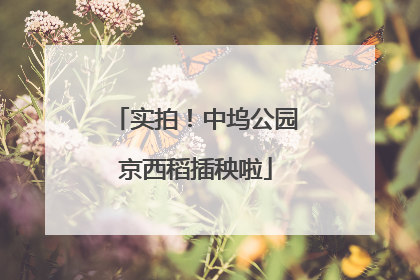 实拍！中坞公园京西稻插秧啦