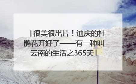很美很出片！迪庆的杜鹃花开好了——有一种叫云南的生活之365天