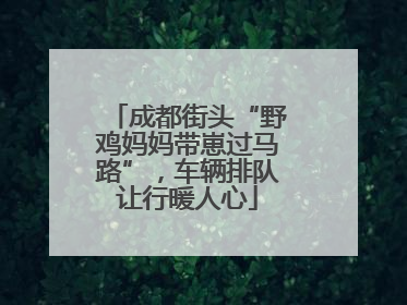 成都街头“野鸡妈妈带崽过马路”，车辆排队让行暖人心
