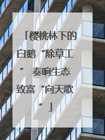 樱桃林下的白鹅“除草工” 奏响生态致富“向天歌”