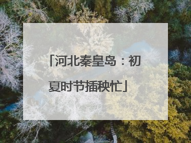 河北秦皇岛：初夏时节插秧忙