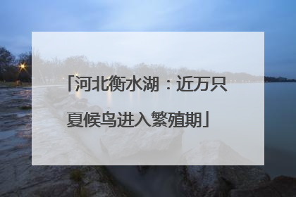 河北衡水湖：近万只夏候鸟进入繁殖期