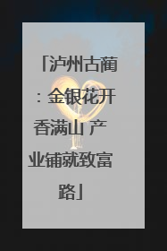 泸州古蔺：金银花开香满山 产业铺就致富路