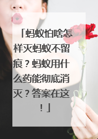 蚂蚁怕啥怎样灭蚂蚁不留痕？蚂蚁用什么药能彻底消灭？答案在这！
