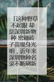 这种野草不起眼 却是深圳新物种 密穗砖子苗现身光明，近年来深圳物种名录不断刷新