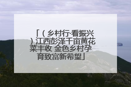 （乡村行·看振兴）江西彭泽千亩黄花菜丰收 金色乡村孕育致富新希望