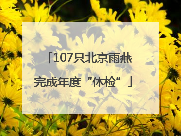 107只北京雨燕完成年度“体检”